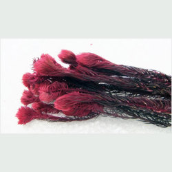 アウトレット！エクアドル産フィリセンス大束