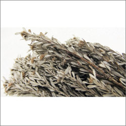 アウトレット！エクアドル産プベセンス　シルバーホワイト大束