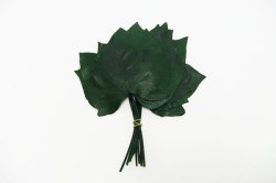 アウトレット！エクアドル産ヘデラリーフ グリーン