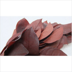 エクアドル産レモンリーフ　レッド　大束