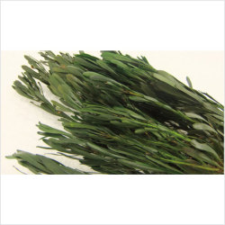 エクアドル産プラティス大束がこのお値段！