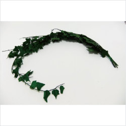 エクアドル産アイビーツタ　大束がこのお値段！