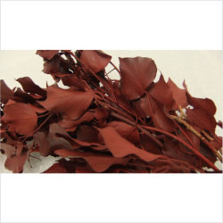 エクアドル産アイビー　ワインレッド大束がこのお値段！