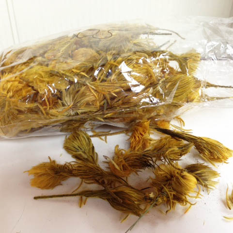 イエローフィリセンス