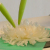 菊のブルーミング（開花）