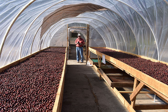 ホンジュラスアガパントスN