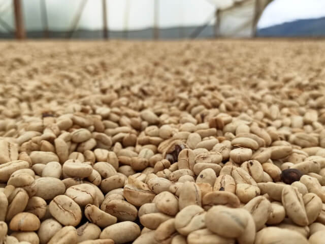 コロンビアカツーラ・チロソ