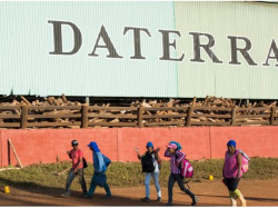 ブラジルダテーラサンライズ