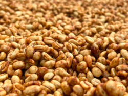 エチオピアSookooゴールデンハニー