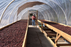 ホンジュラスアガパントスN