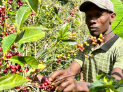 エチオピアボンガW