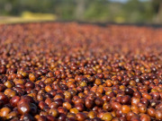 グジSookooエンコタタシ