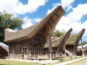 インドネシアトラジャ