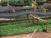 ケニアキウングAA