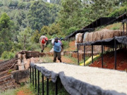 ケニアワカマタファクトリーAB