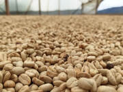 コロンビアカツーラ・チロソ