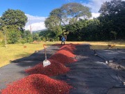 コスタリカハラパワイニー