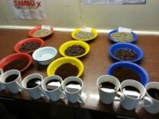 ﾊﾟﾌﾟｱﾄﾛﾋﾟｶﾙM写真