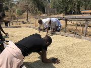 タンザニアサウステラAA