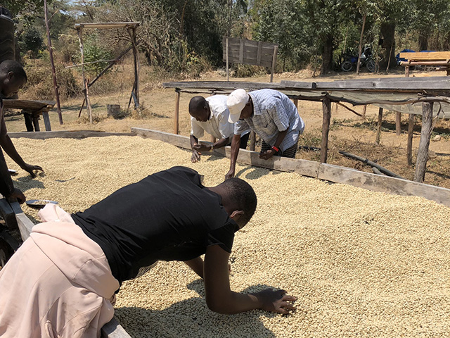 タンザニアサウステラAA