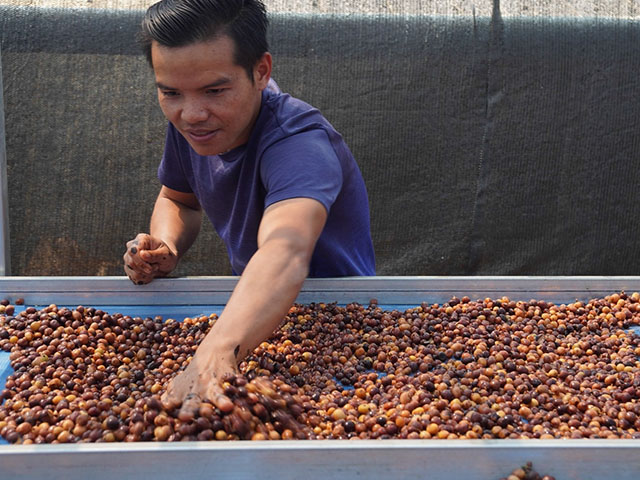 タイフアチャンアナエロビックN