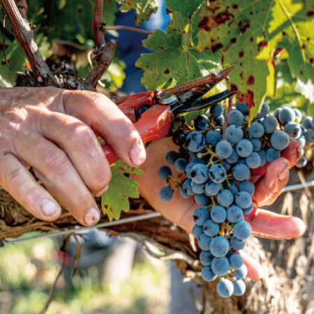 チリ産アンティアル ～Antiyal～2017（赤）