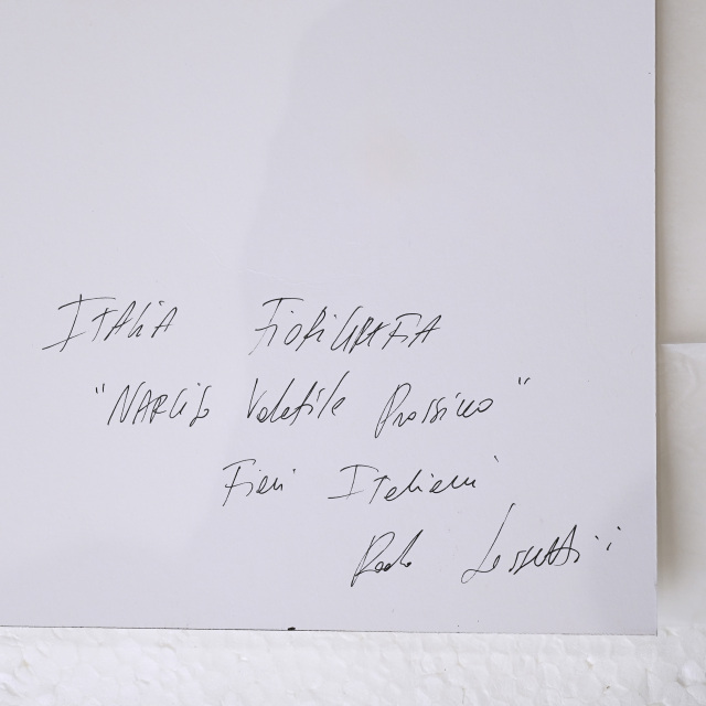 イタリア 2023年 ペーパー Paola Tassetti - 「?NARCISO」 EC-07605