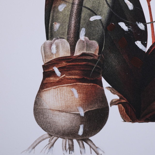 イタリア 2023年 ペーパー Paola Tassetti - 「GERANIO」 EC-07607