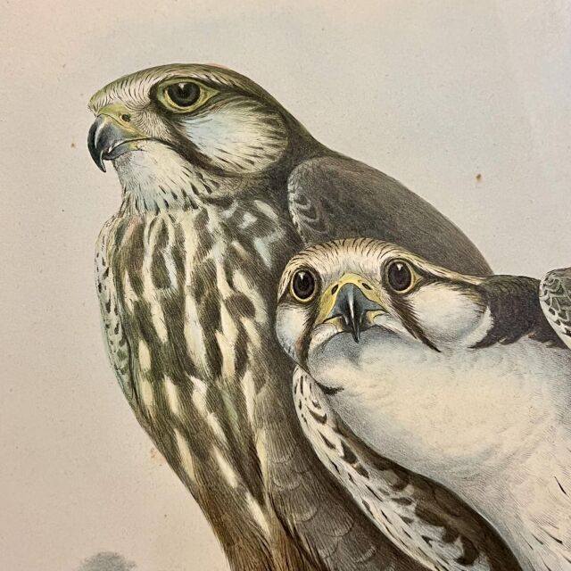 イギリス 19世紀 キャンバス 絵画 EC-14990