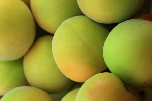 紀州産　完熟南高梅1ｋｇ　梅干し・梅ジャム用　送料無料！