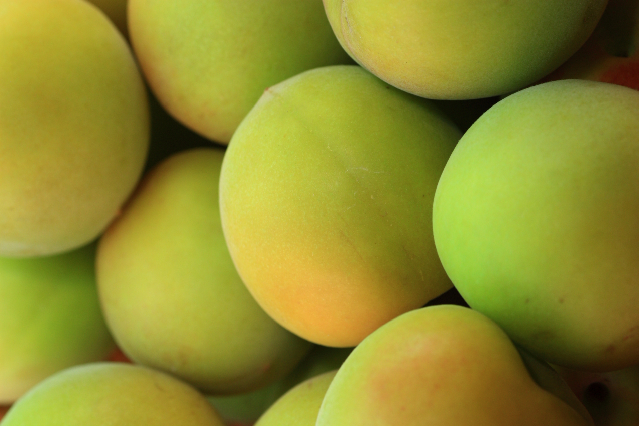 紀州産　完熟南高梅1ｋｇ　梅干し・梅ジャム用　送料無料！