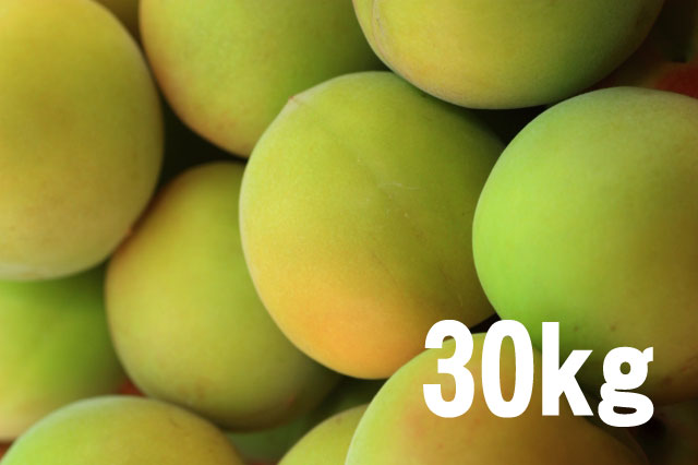 手もぎ完熟梅(南高梅)30kg