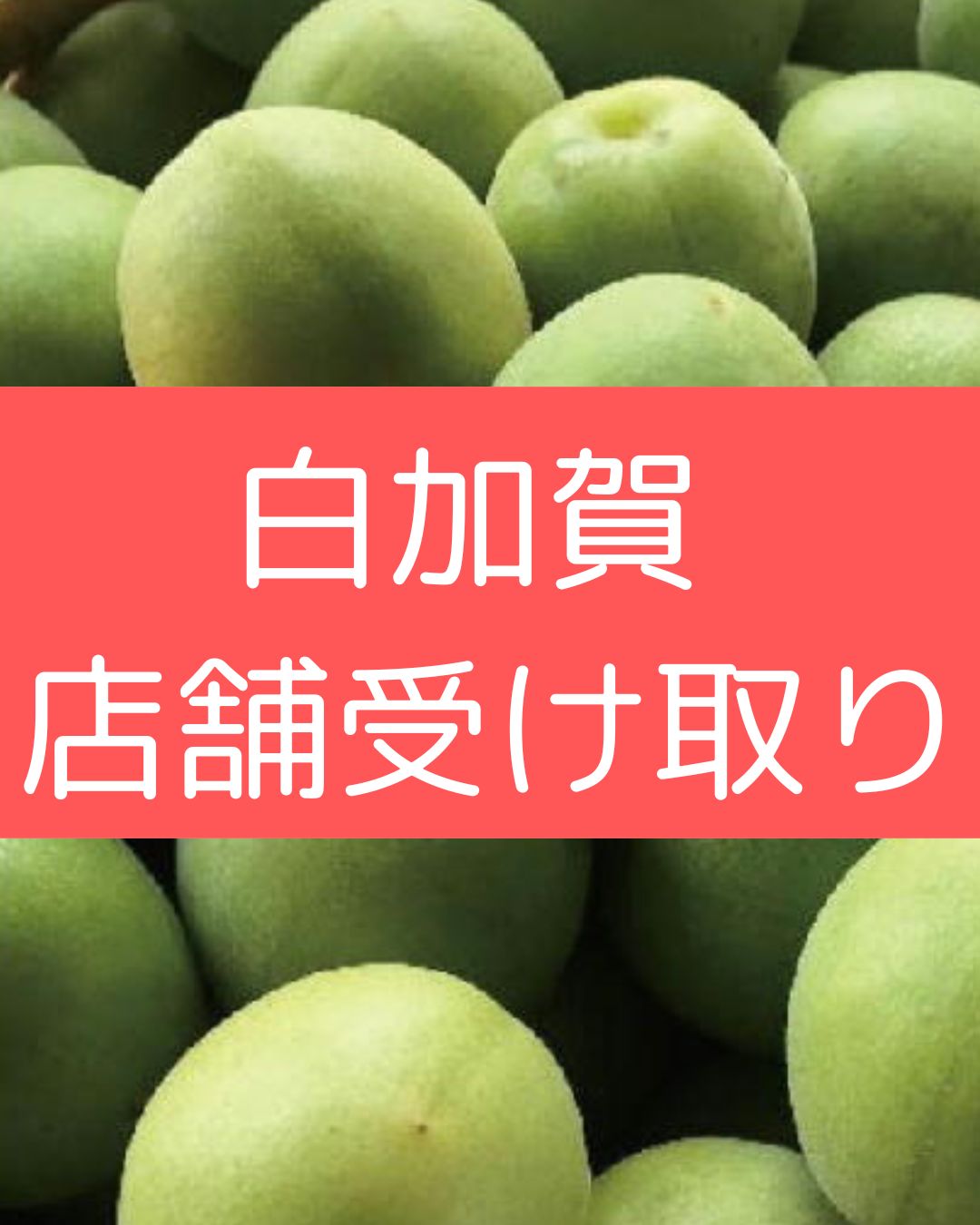 【白加賀】2026年青梅予約販売【店頭受取】