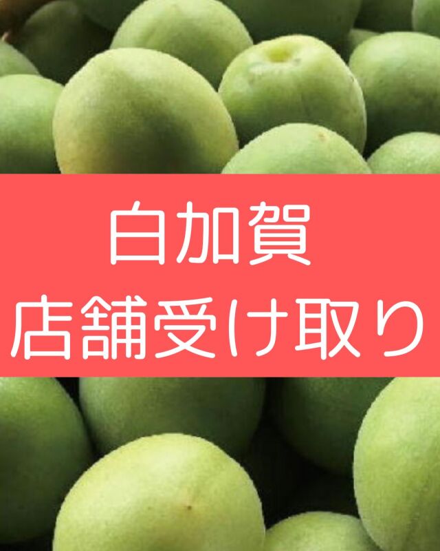 【白加賀】2026年青梅予約販売【店頭受取】