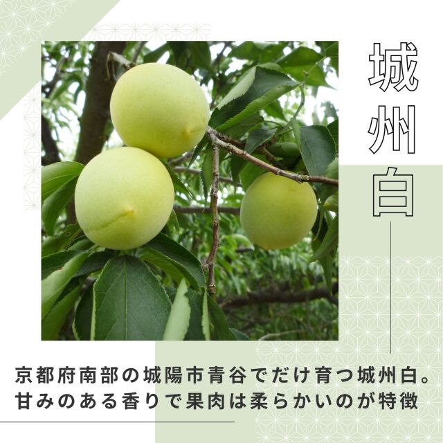 青梅
