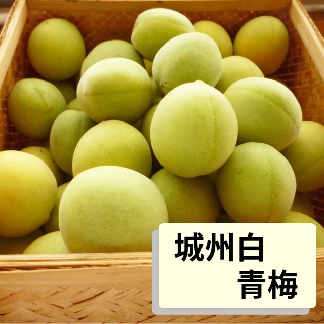 青梅