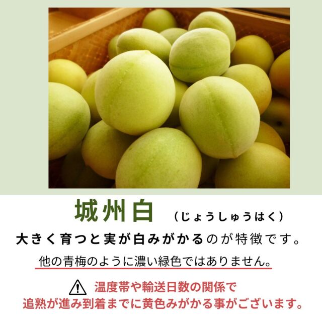 青梅