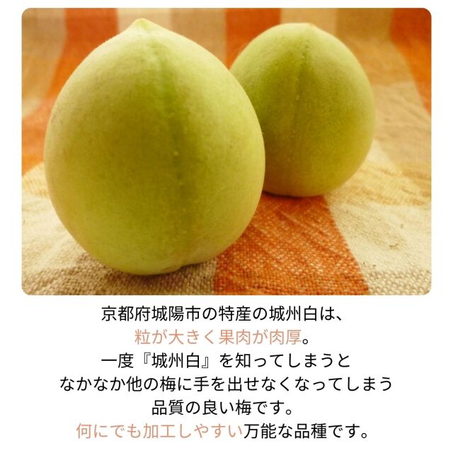 スプラ様専用⭐︎【京都府産】高級青梅「城州白」約7kg
