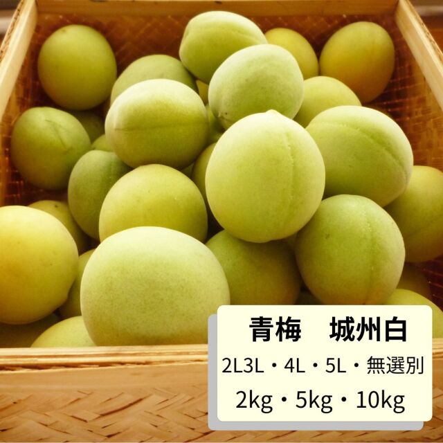 アパレル通販サイトランキング 予約販売【京都青谷梅工房】京都青梅産 青梅 ”城州白” フルーツ・果実