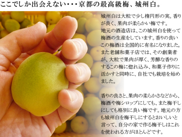 予約販売【京都青谷梅工房】京都青梅産 青梅 ”城州白”