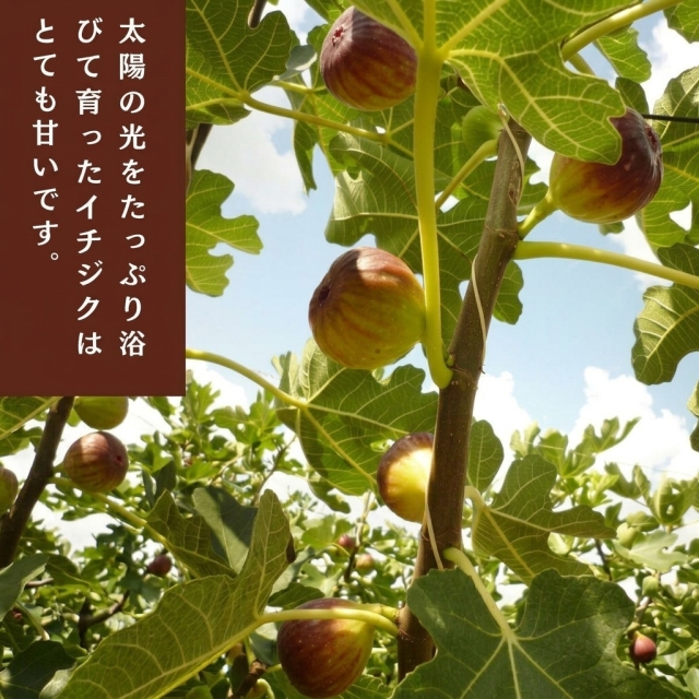 京都府城陽市の特産いちじく