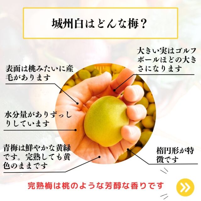 城州白の説明
