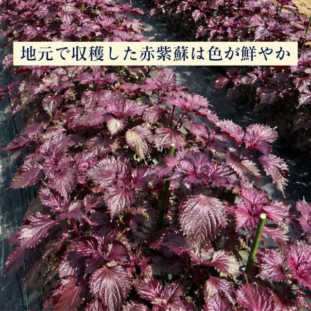 雅シリーズしそ梅