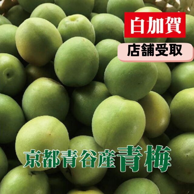 【白加賀】2026年青梅予約販売【店頭受取】