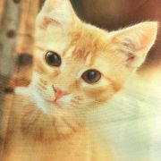 がま口猫刺繍バッグや猫写真ショッピングバッグなどが大人気！