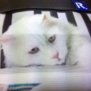 がま口猫刺繍バッグや猫写真ショッピングバッグなどが大人気！
