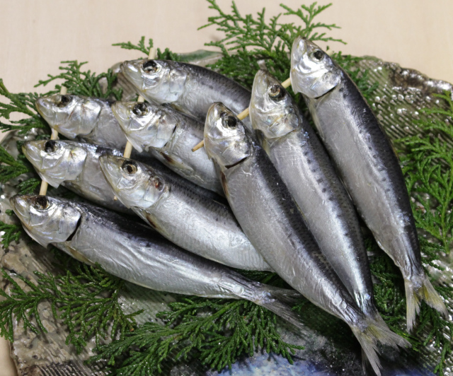 真いわし丸干し　干物