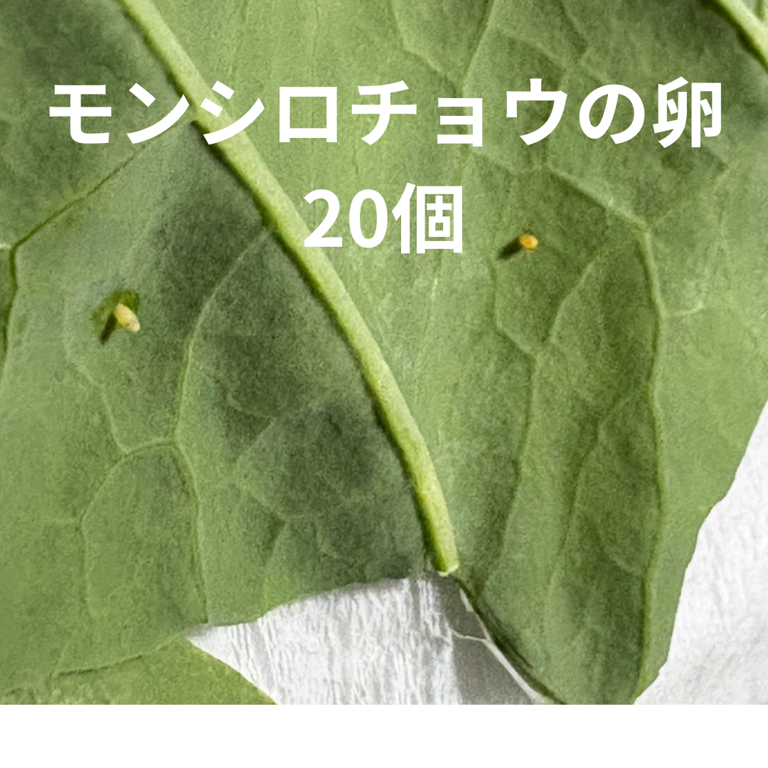 モンシロチョウの卵　20個　　（代金引換は不可です）