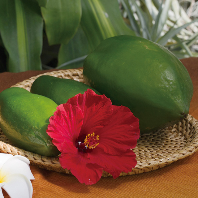 アオバパパイヤクエストプラス イメージ