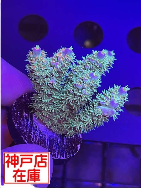 【神戸駒ヶ林店在庫】Acropora Vermiculata　No.01